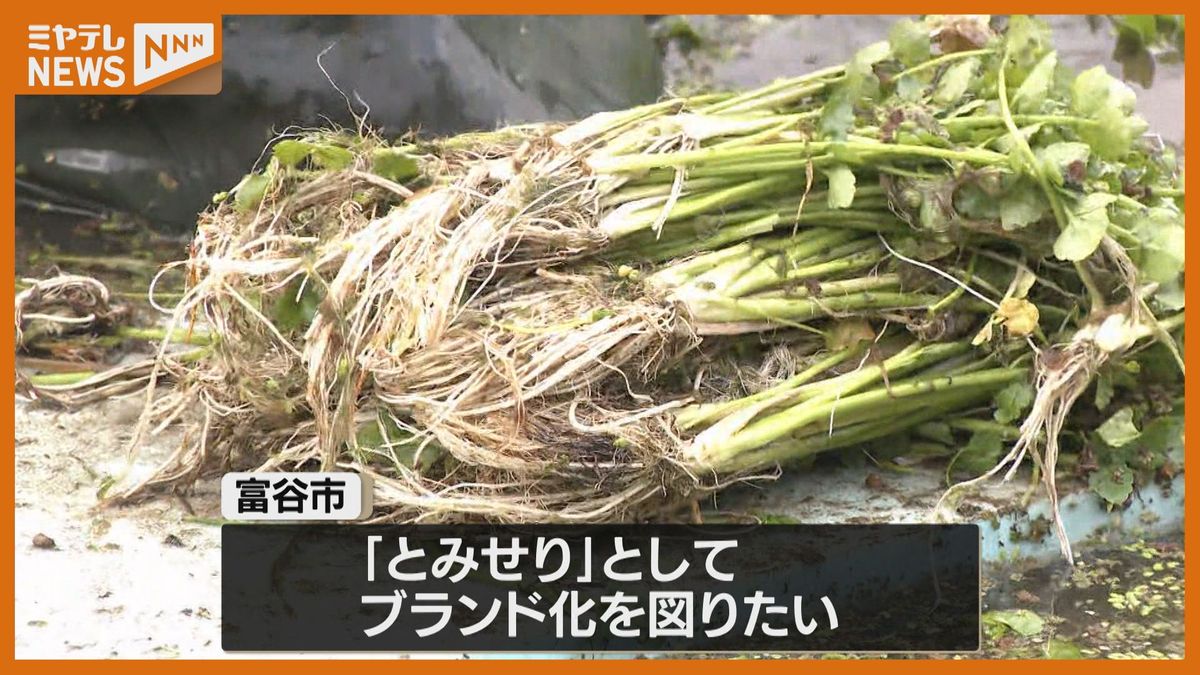 「一作目で小ぶりだが、味に間違いない」富谷市で今年初めて栽培・収穫した『セリ』の試食会（宮城）