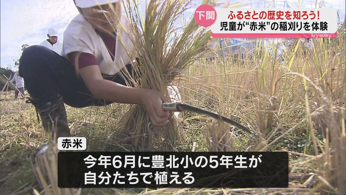 弥生時代を体感！下関市豊北町で古代のお米・赤米の稲刈り