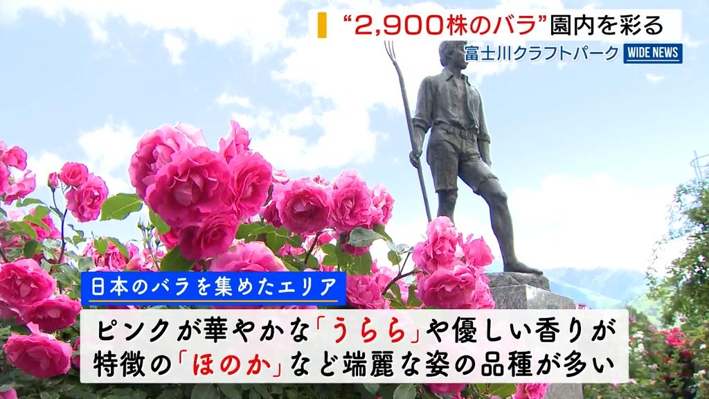  日本生まれ「うらら」「ほのか」も バラ園で2900株が見頃 富士川クラフトパーク 山梨県