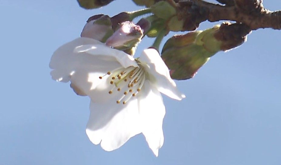 １６日は京都、宮崎、岐阜、下関で桜開花