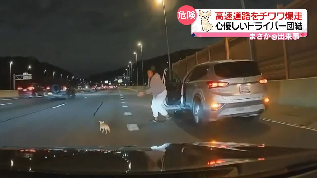 高速道路をチワワ爆走　危険から”チワワを守ろう”　心優しいドライバーらが団結し…　アメリカ