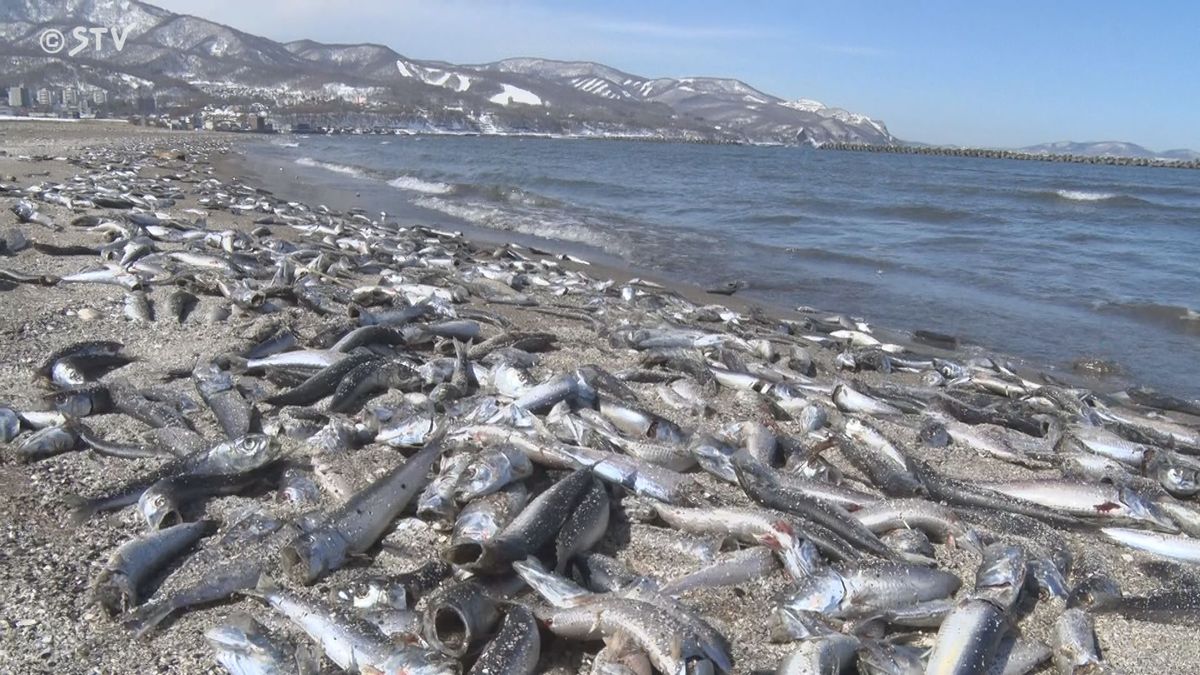 海岸に打ちあがった大量のイワシ　漁師「40年漁師やっていて初めて」北海道小樽市