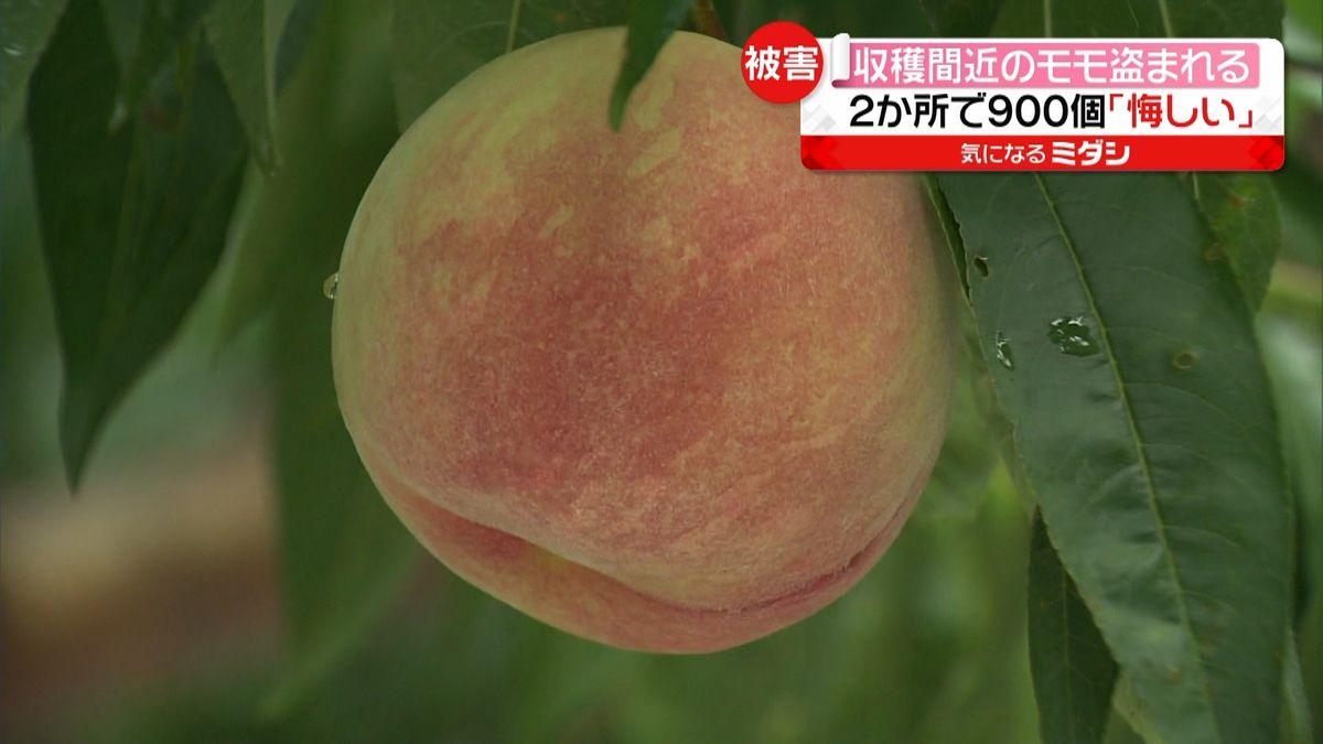 収穫前の桃９００個盗まれる　２４万円相当