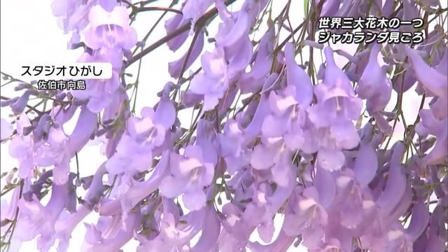 世界三大花木の一つ「ジャカランダ」　南米原産の珍しい花が佐伯市で見ごろ　