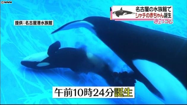 名古屋港水族館で初 シャチの赤ちゃん誕生