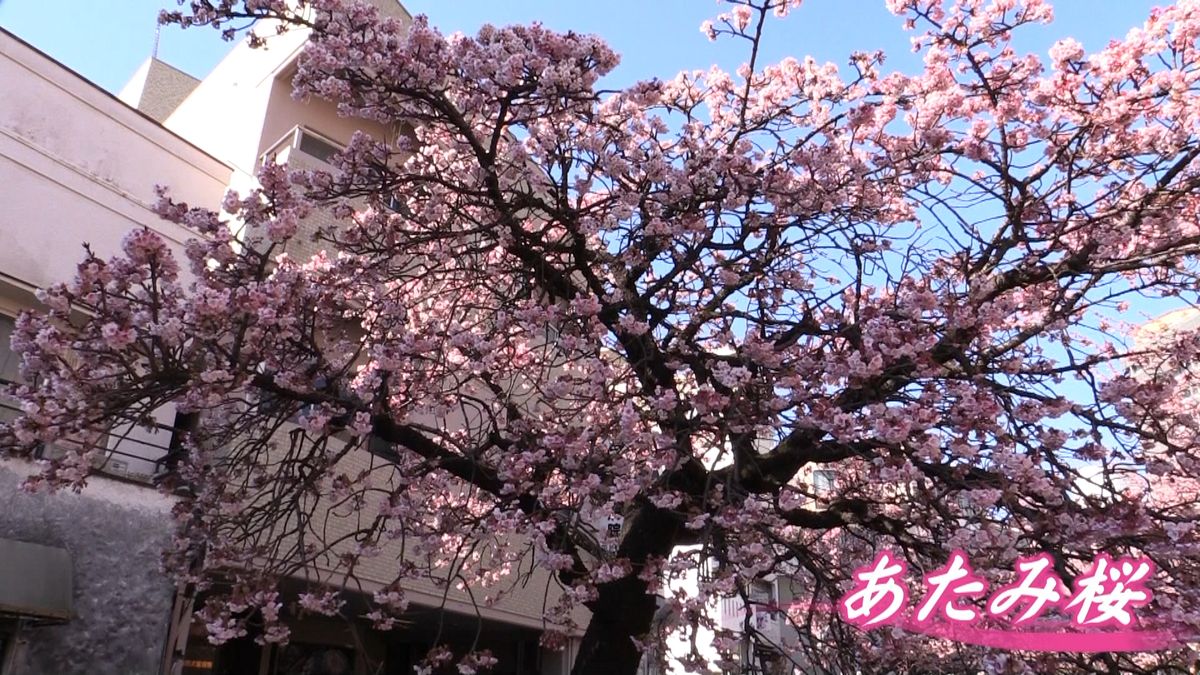 寒桜の一種“あたみ桜”が見頃に　熱海市