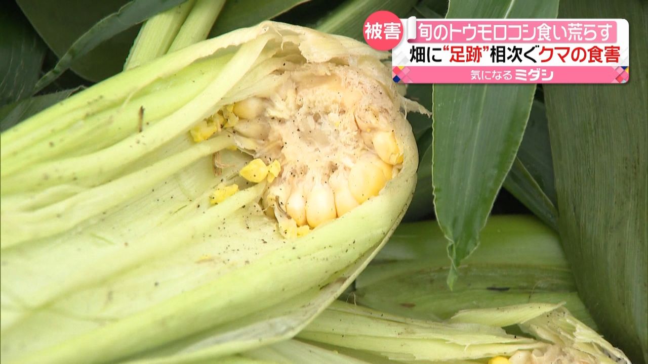 相次ぐクマの食害…旬のトウモロコシ食い荒らす　北海道旭川市