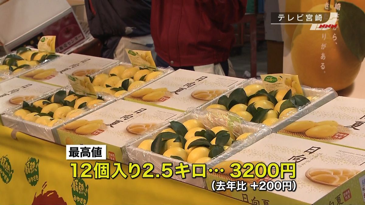 今年の出来は？宮崎特産「日向夏」の初出荷