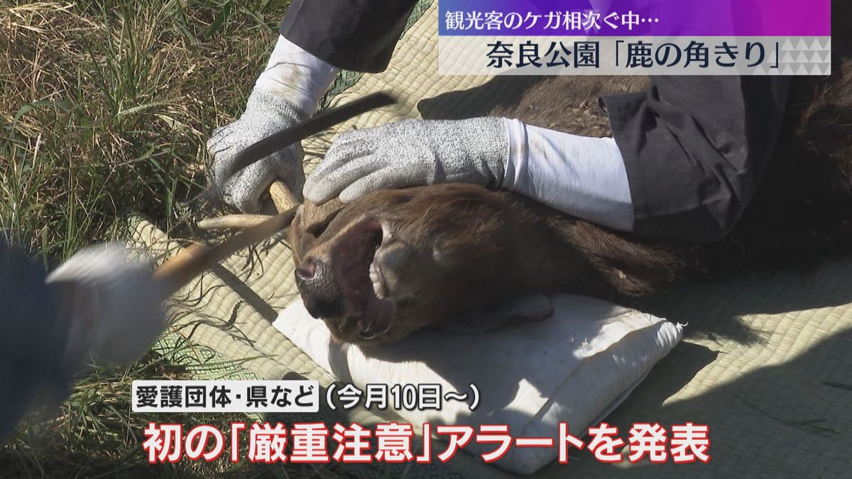 奈良公園で秋の恒例行事「鹿の角きり」　角が刺さるなど観光客のケガが相次ぎ「厳重注意」呼び掛け