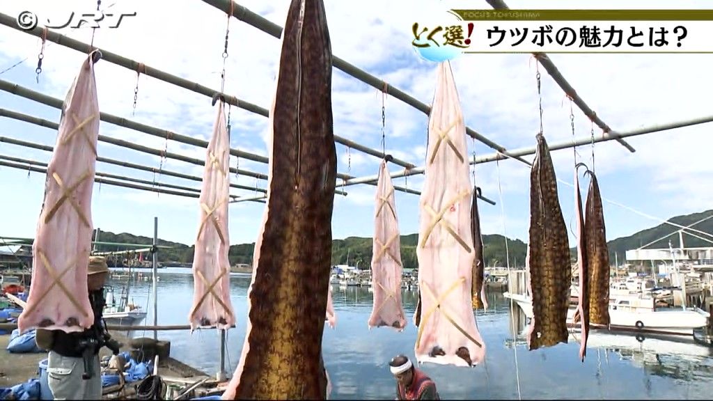 ＜とく選＞県南牟岐町の冬の風物詩　風に揺れる「ウツボのれん」【徳島】