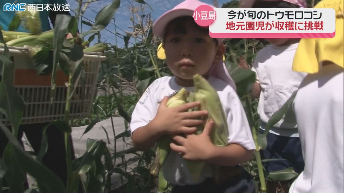 トウモロコシの収穫　園児が体験　小豆島町