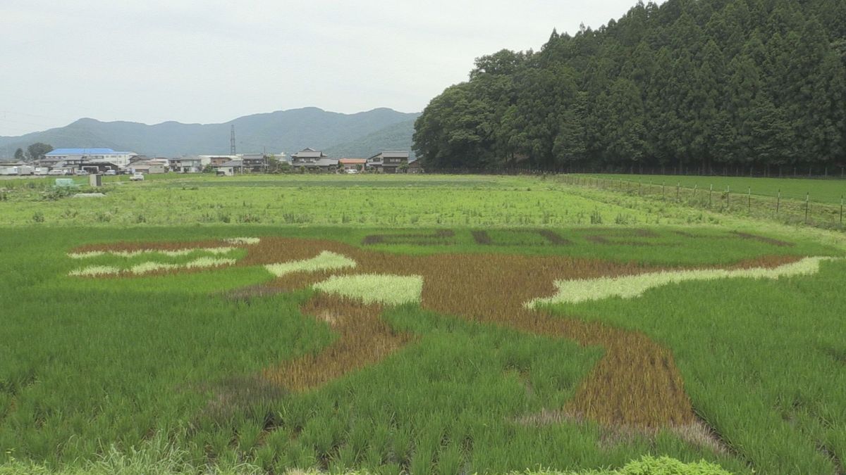 巨大なティラノがお目見え 小浜市松永地区で田んぼアート 4種の稲使って描く