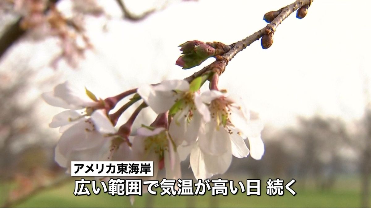 暖冬の米・ワシントン　季節外れの桜咲く