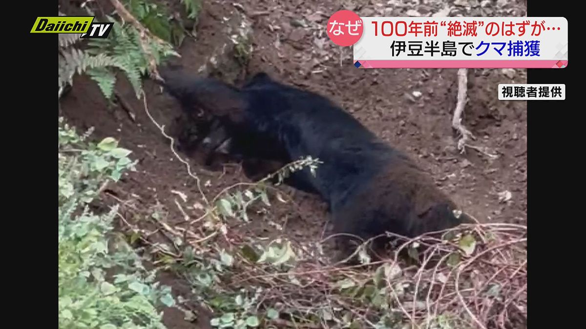 【なぜ】約100年前に“絶滅” のはずが…伊豆半島にクマ 専門家「富士山周辺から移動か」（静岡県）