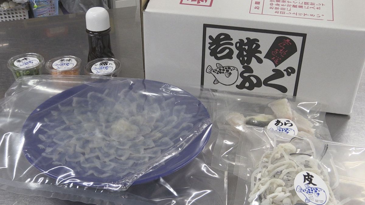 届いたその日に食べられる　冬の味覚「若狭ふぐ」宅配セットの発送ピーク　夏の猛暑で半数が被害も順調に育つ