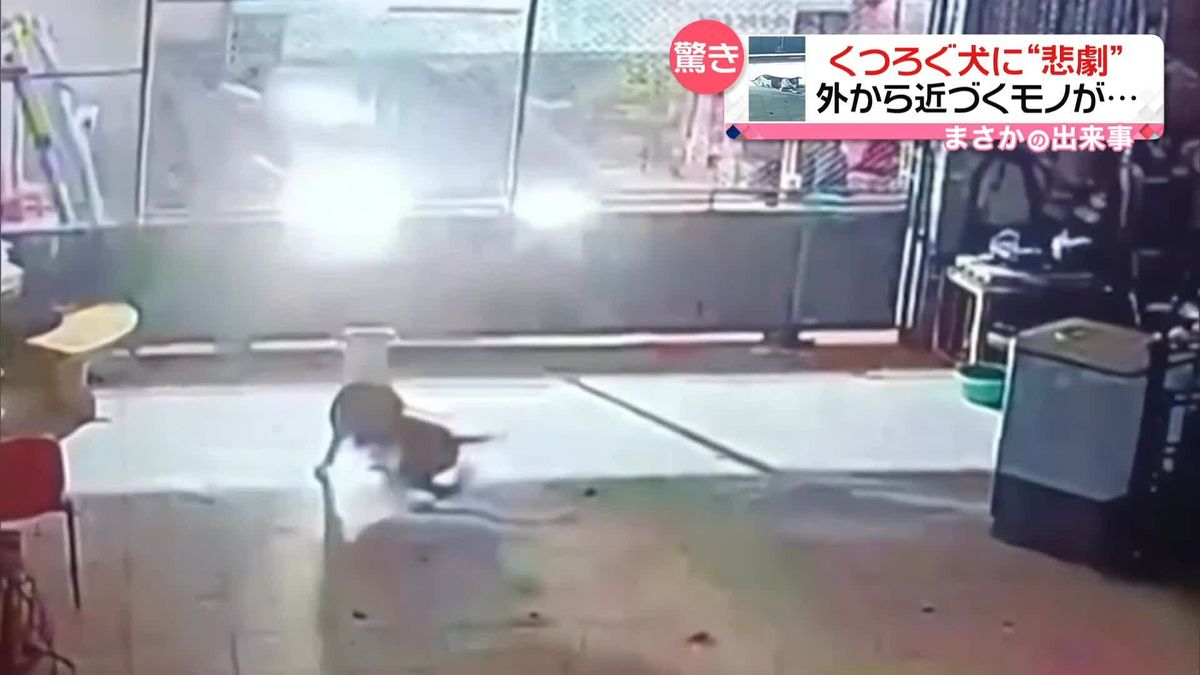 店内でくつろぐ犬に“悲劇”　外から近づくモノが…　タイ