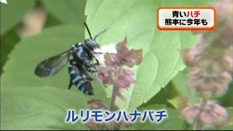 熊本・南阿蘇村に草原を舞う“青いハチ”