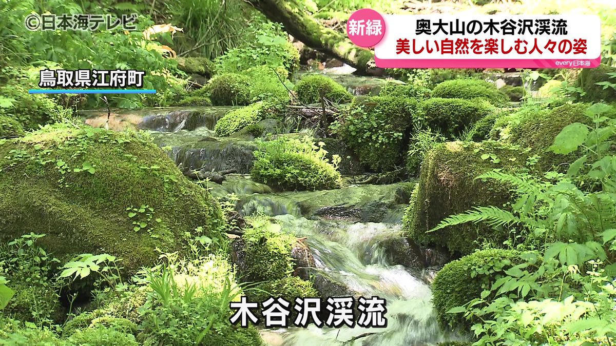 「さわやかです、癒されます」県の内外から訪れた観光客がこの時期ならではの美しい自然を満喫　鳥取県江府町