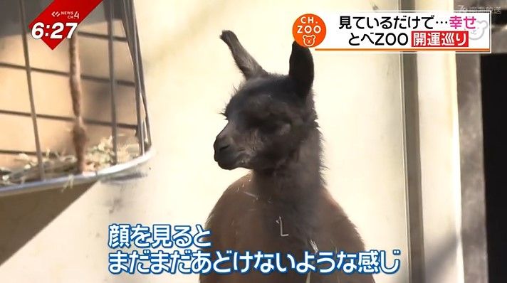 ラマのオスの赤ちゃん