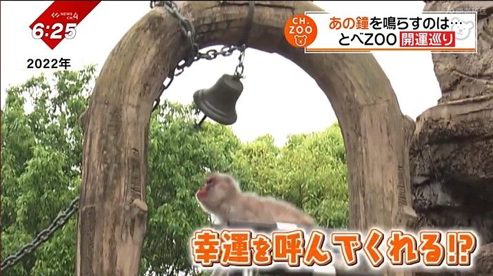 サルが鐘を鳴らすことは珍しいという