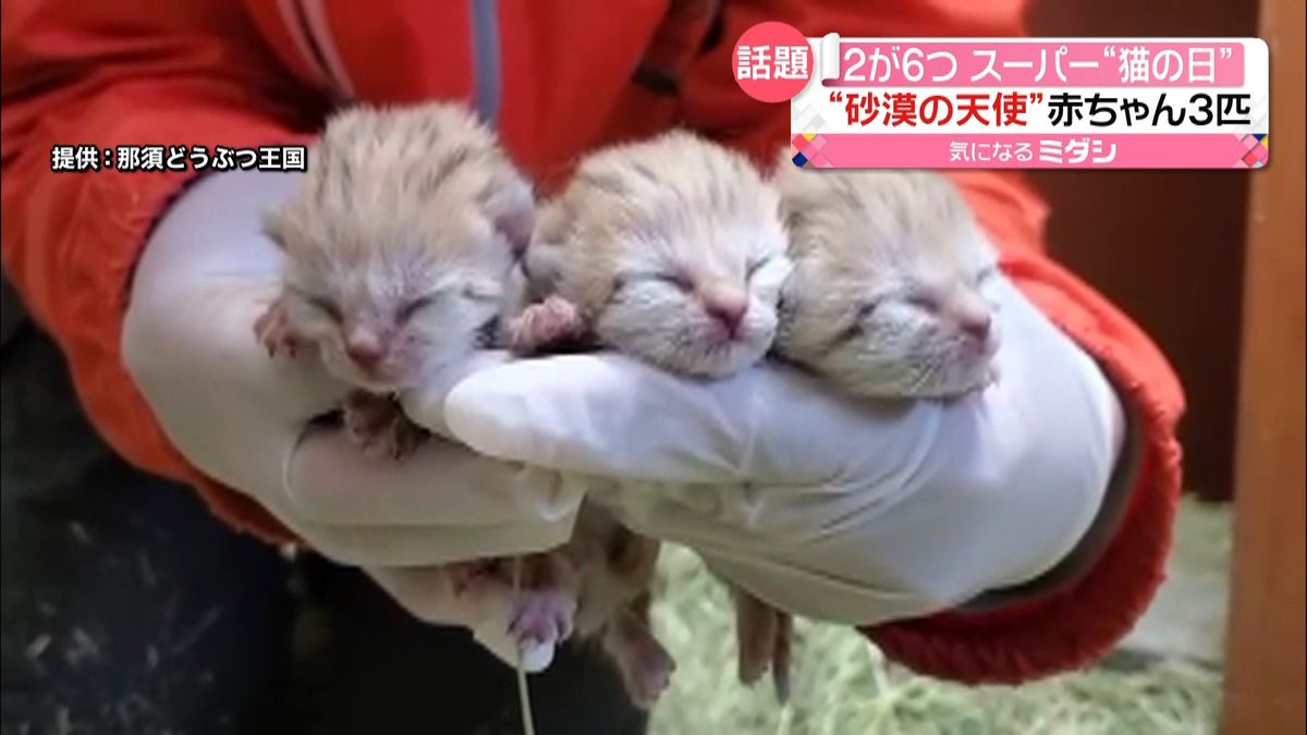 2が6つ「スーパー猫の日」　那須で赤ちゃん3匹誕生“砂漠の天使”といわれるネコ