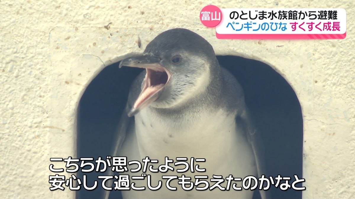 富山に避難の能登島のペンギン　新たな命すくすくと