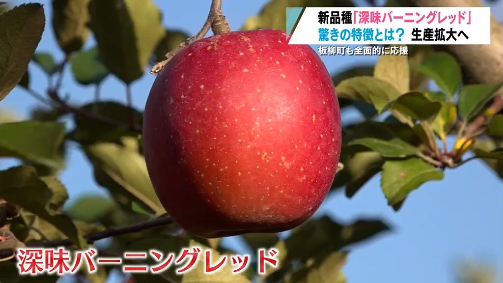 りんご新品種「バーニングレッド」アントシアニンの一種が果肉に豊富 板柳町