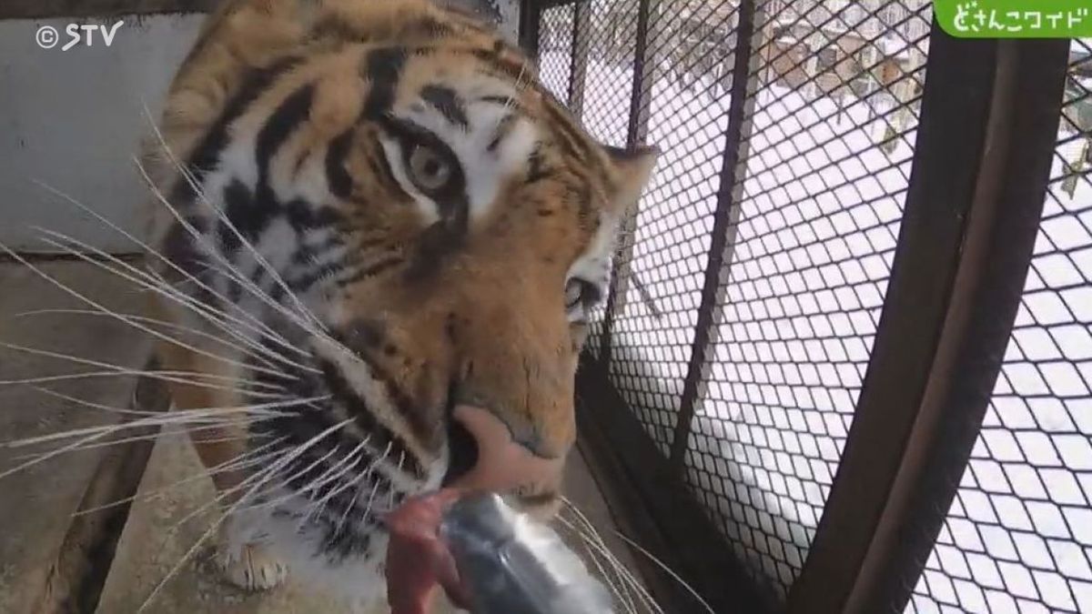 【速報】「日本一危険な動物園」ついに撤去計画提出…このあと午後６時３０分から札幌市が会見へ