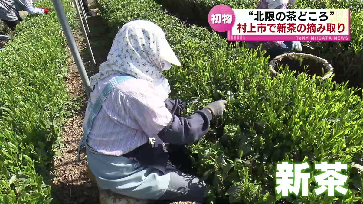 【初物】みずみずしい新茶　「北限の茶どころ」村上市で新茶の摘み取り《新潟》