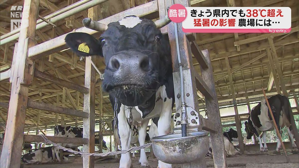 厳しい暑さ続く…暑さに弱い乳牛・1頭当たりの乳量が10～15％低下