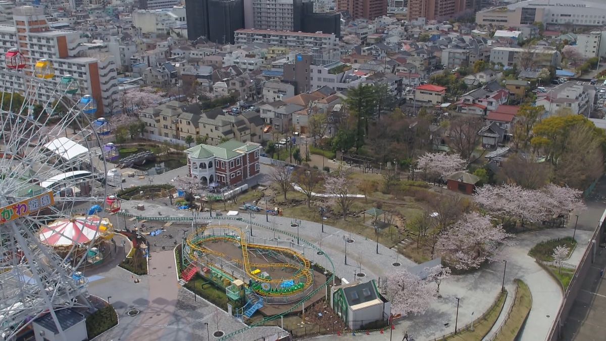 あらかわ遊園の桜見頃に　1日も桜の便り続々と