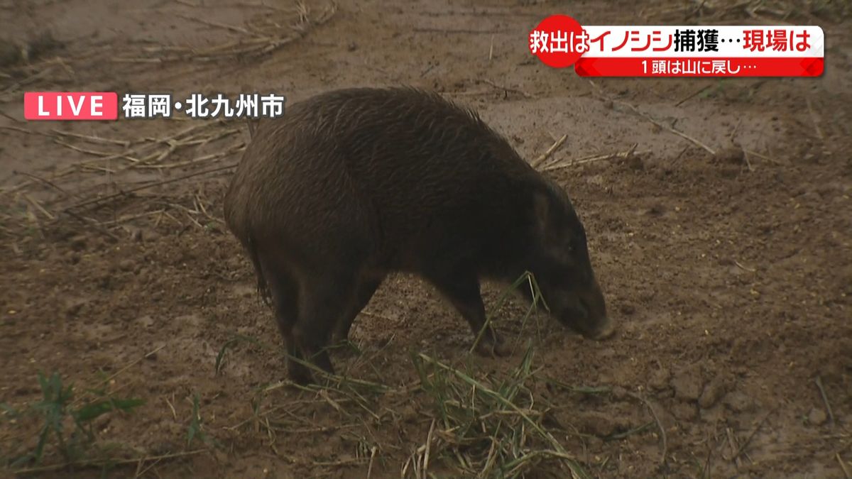 “転落”イノシシ救出作戦　オリ設置して…