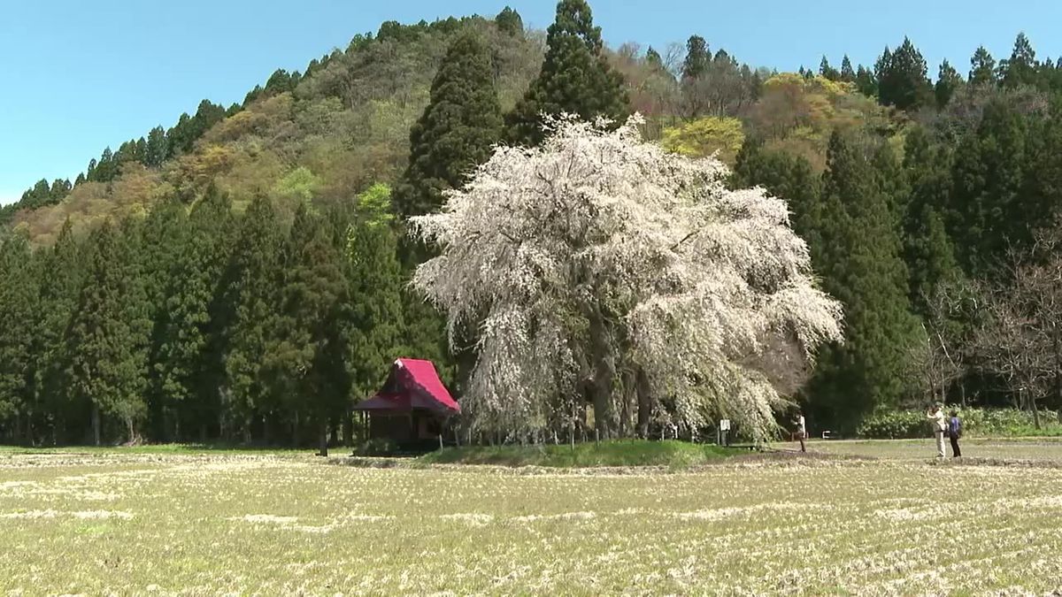 「おしら様の枝垂れ桜」咲き誇る