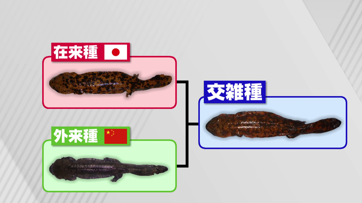 “在来種”は「特別天然記念物」、“外来種”“交雑種”は「特定外来生物」に指定