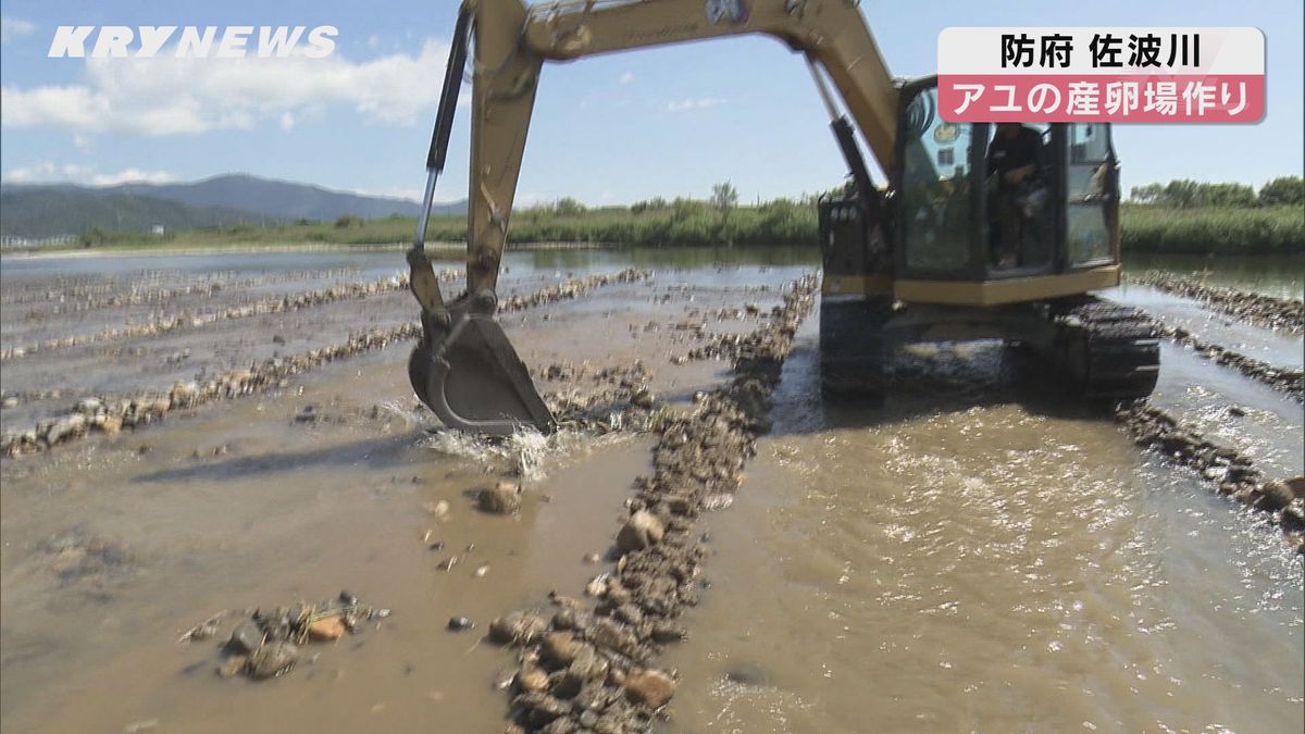 アユの産卵期を前に　佐波川で産卵場づくり