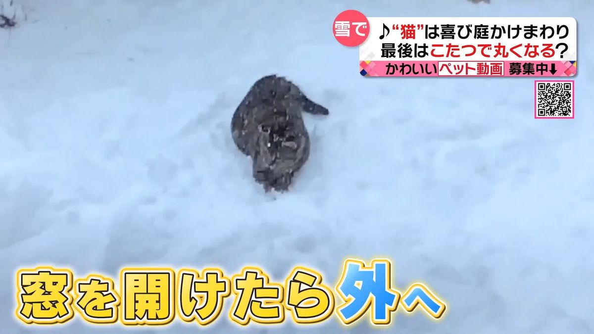 雪の中…“猫”は喜び庭かけまわる？