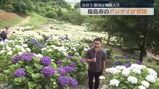 福島市の陽林寺でアジサイが見頃…30種類が咲き誇る　7月中旬まで楽しめる