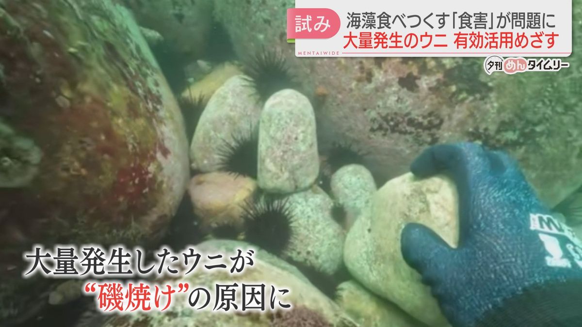 【食害】博多湾でウニ大量発生　取っても身はスカスカ　海藻を食べつくす「やっかい者」有効活用なるか