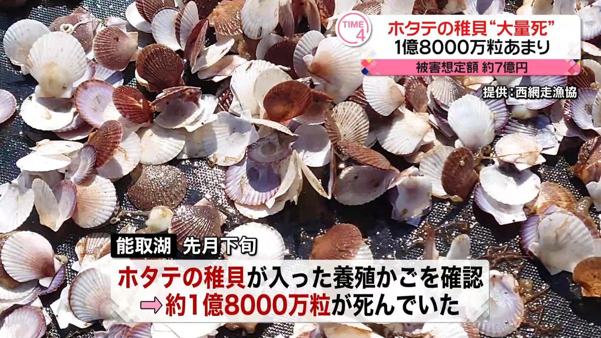 ホタテの稚貝“大量死”1億8000万粒あまり…被害想定額約7億円　北海道・網走市