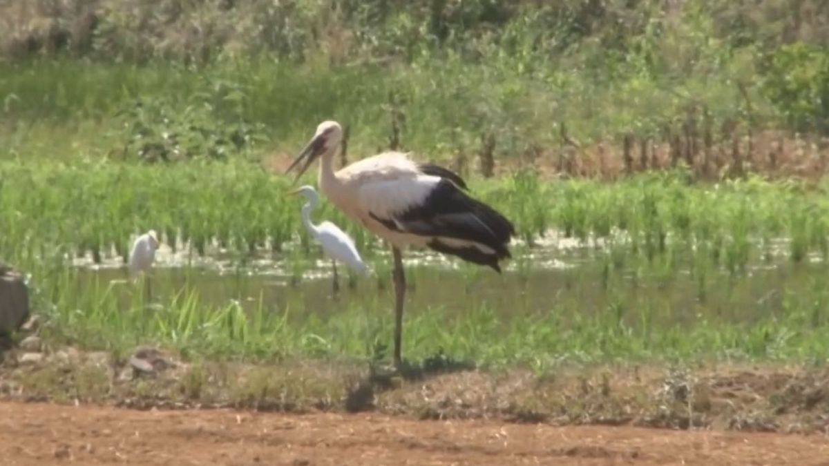 特別天然記念物コウノトリ 長島町の田んぼに3羽飛来 ｢幸せを運ぶ鳥｣