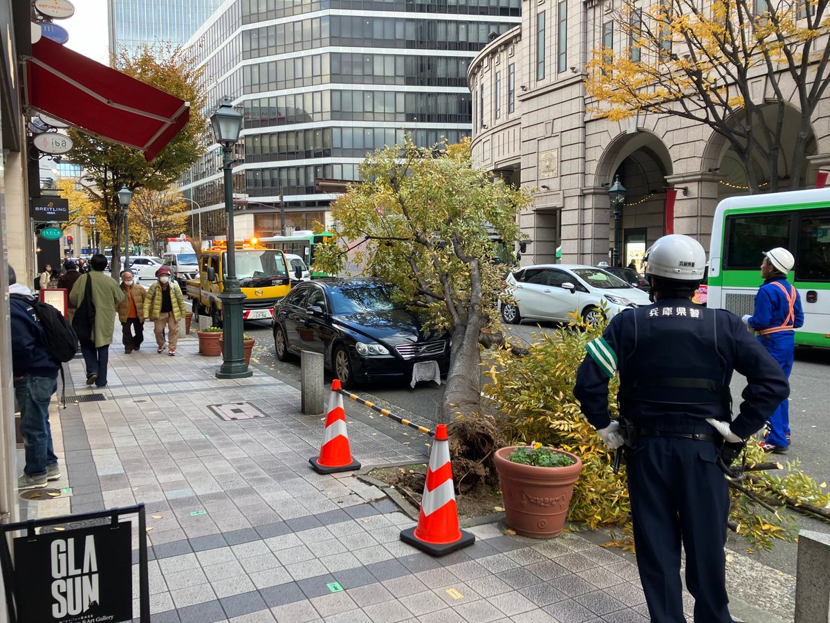 【速報】神戸・三宮で街路樹が倒れ車が下敷きに けが人なし 木の内部が空洞に 先月時点で異常見つからず