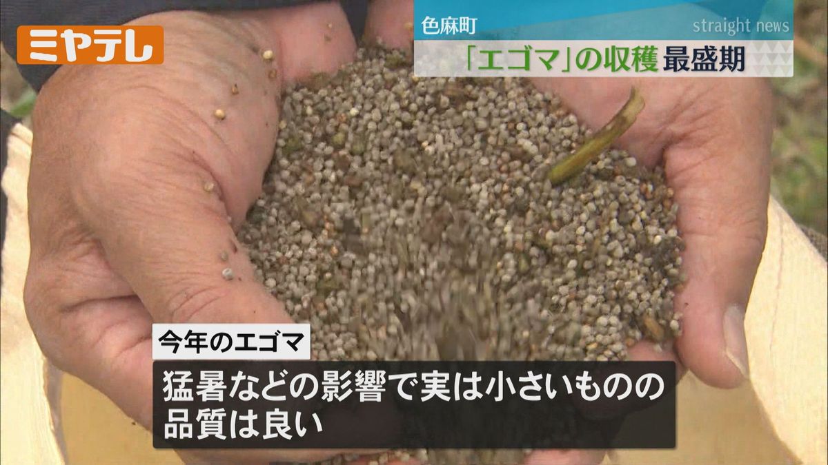 【油やドレッシングなどに…】特産の「エゴマ」　収穫作業が最盛期（宮城・色麻町）