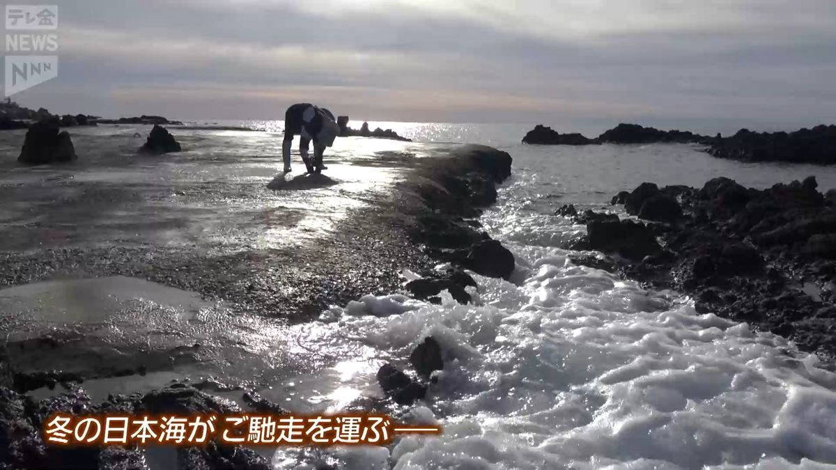 能登のきらめき～荒波が育てた「岩ノリ漁」～奥能登の正月の雑煮には欠かせず