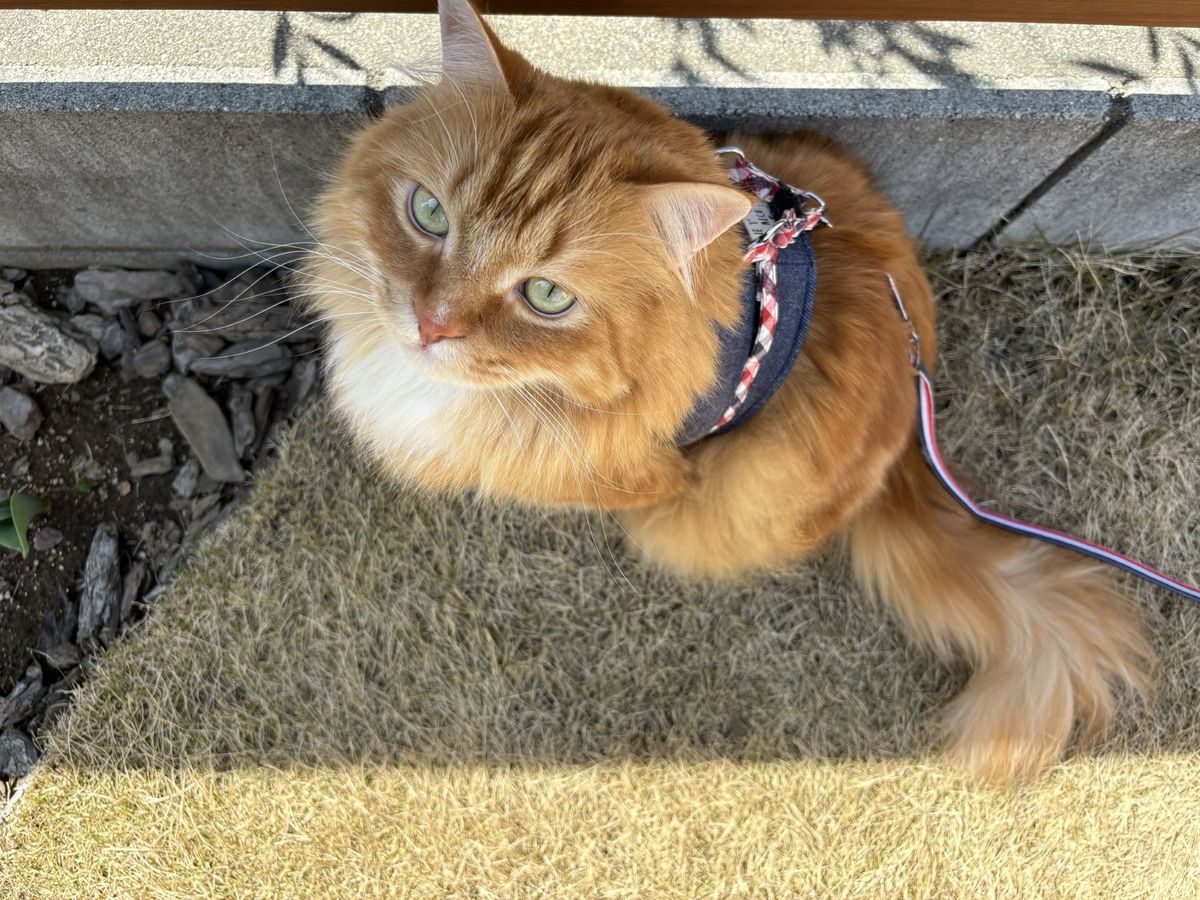 佐藤アナの飼い猫・レオ　災害時に備え普段からリードをつけて慣れさせている