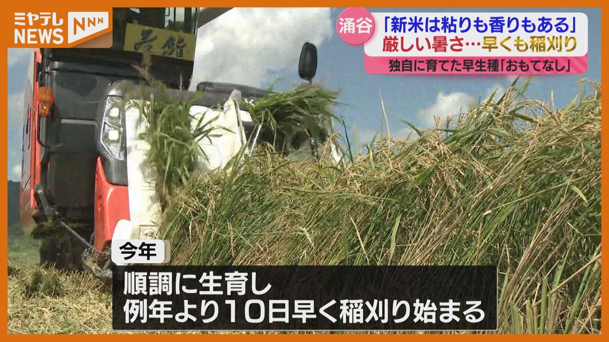 高温障害もなく順調！独自に育てた早生種「おもてなし」10日早く稲刈り開始　今月末から出荷へ