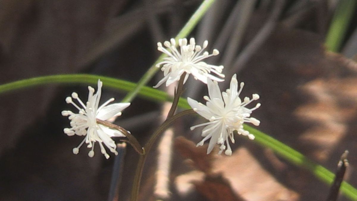 白く可憐な花 早春の妖精セリバオウレンが高浜町で見ごろ 