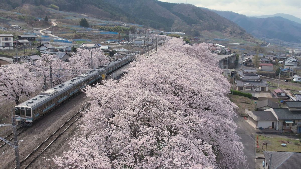 桜と列車の“共演”に歓声！ 甲州「甚六桜」が見ごろ 明治の鉄道遺産「大日影トンネル」も 山梨県