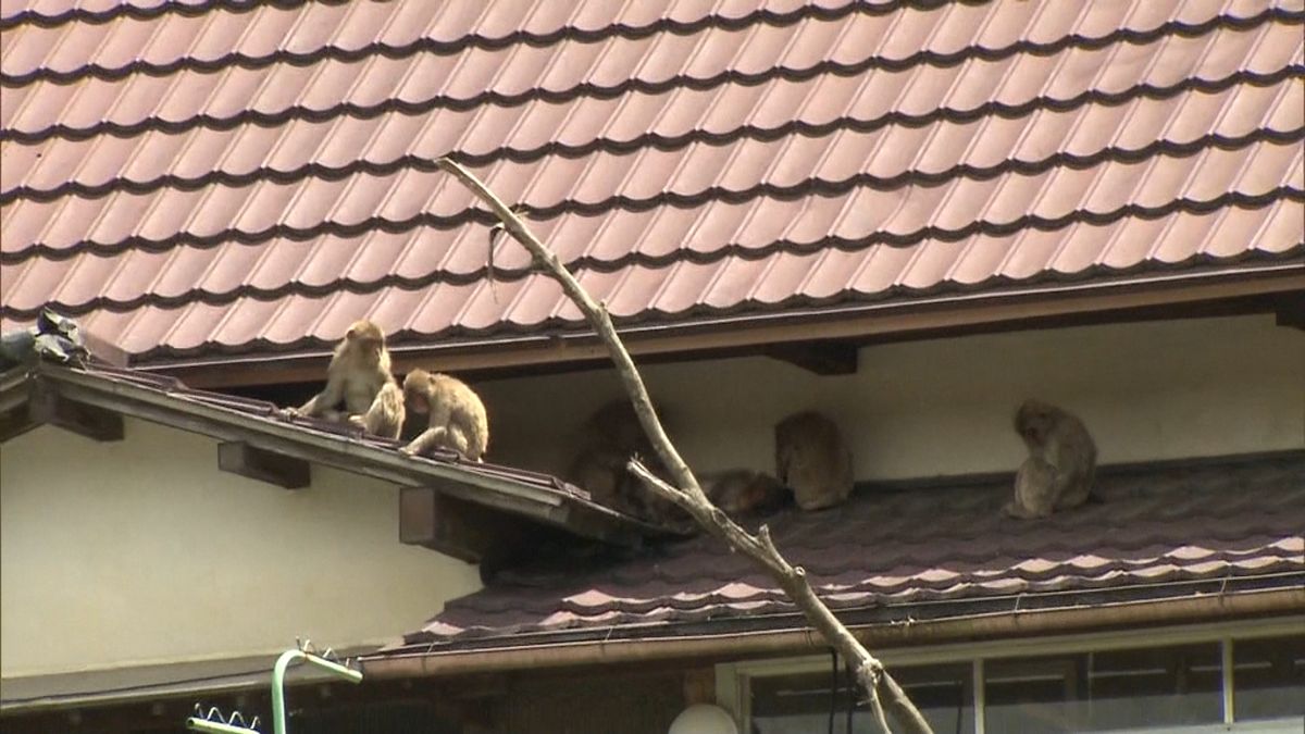 オリに穴…サル約７０頭逃げ出す　千葉