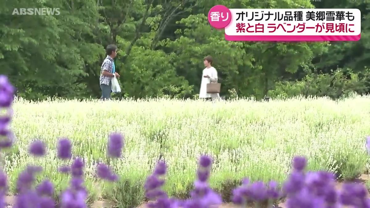 初夏を彩る紫と白の絶景　美郷町の名所でラベンダーが見ごろ