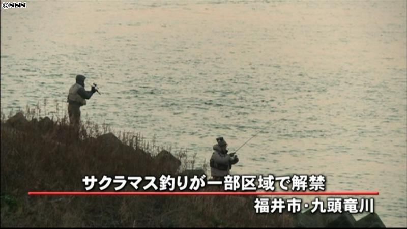 「幻の魚」サクラマス釣り解禁　福井